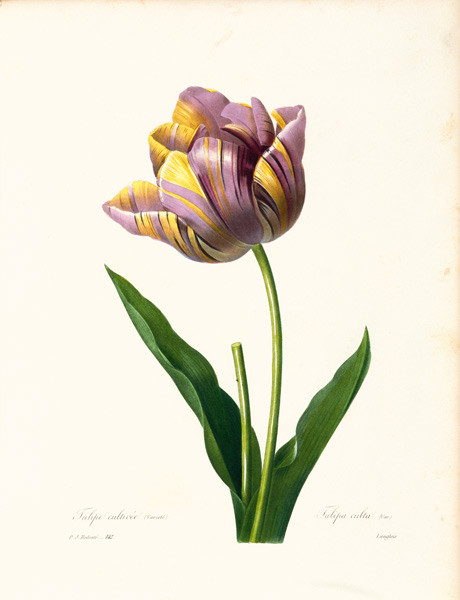 Tulipano a Pierre Joseph Redouté