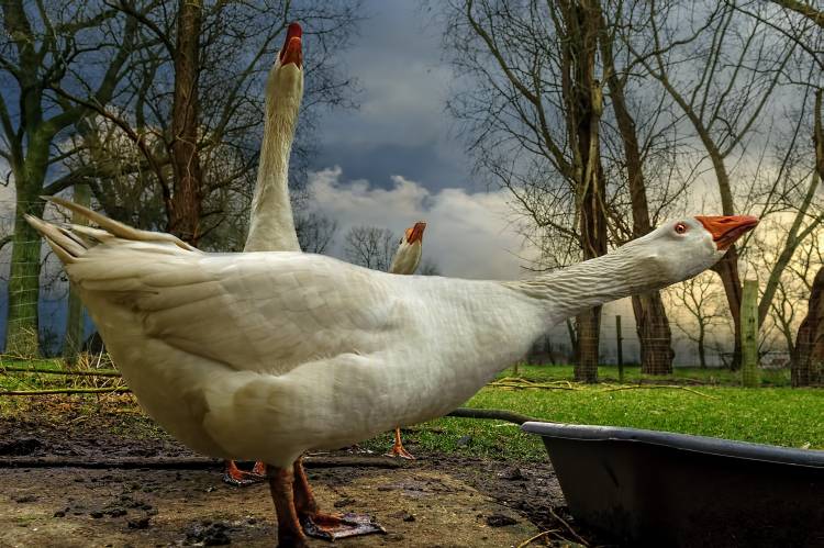 the 3 geese a Piet Flour