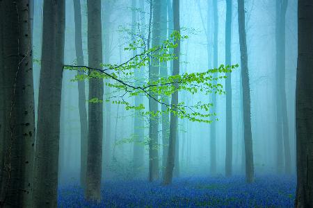 Blue forest....