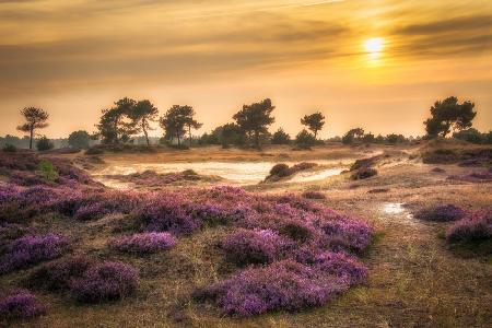 Heather in bloom