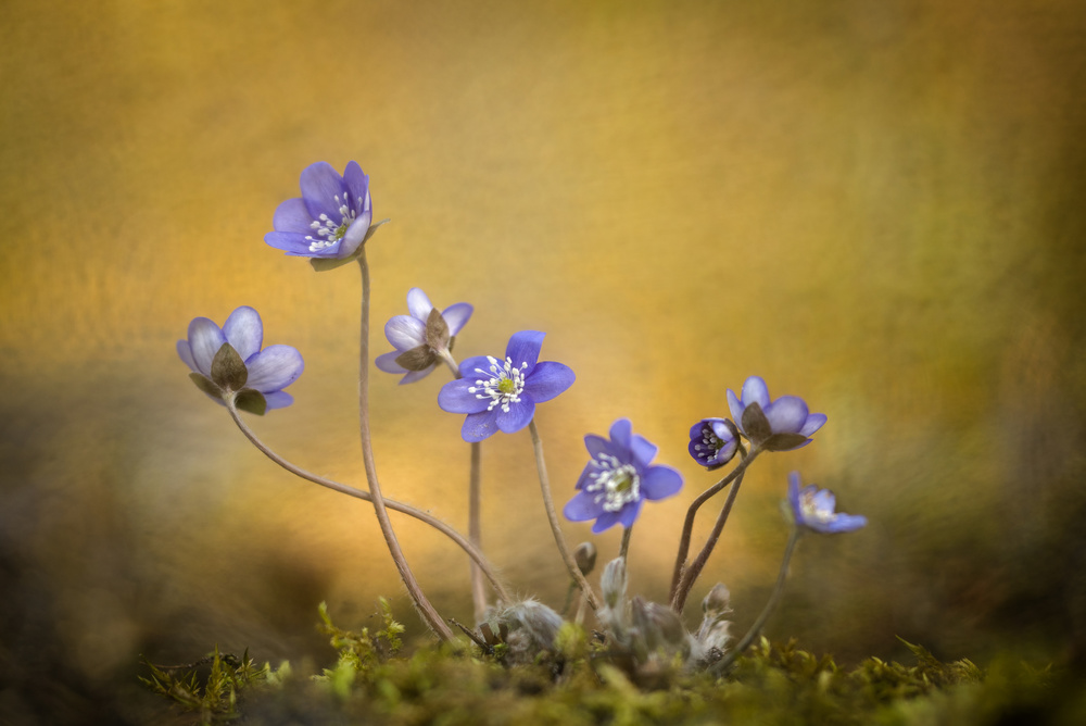 Hepatica nobilis flower a Piet Haaksma