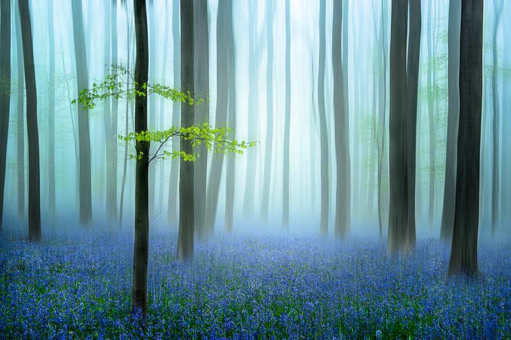 the blue forest ........ a Piet Haaksma