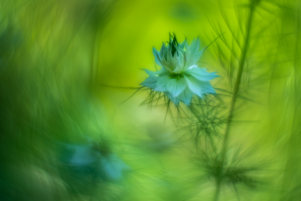 Dreamy flower. a Piet Haaksma