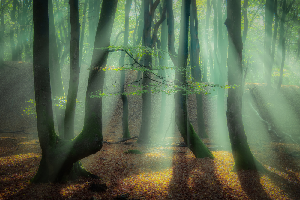 Magical forest. a Piet Haaksma
