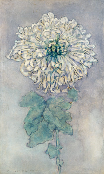 Chrysanthemum a Piet Mondrian