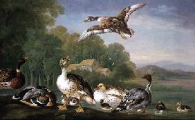 Wild Fowl