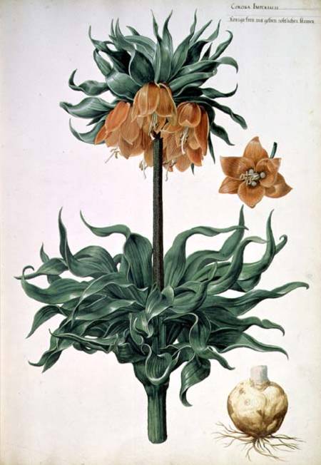 Fritillaria imperialis a Pieter van Kouwenhoorn
