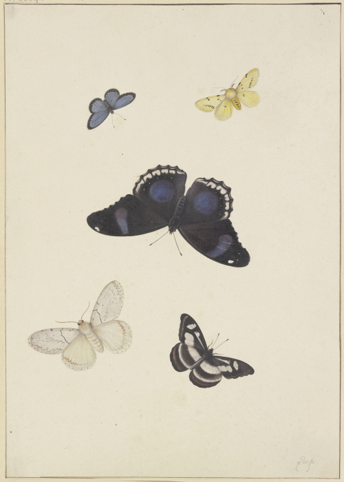 Five butterflies a Pieter Withoos