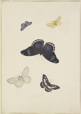 Five butterflies