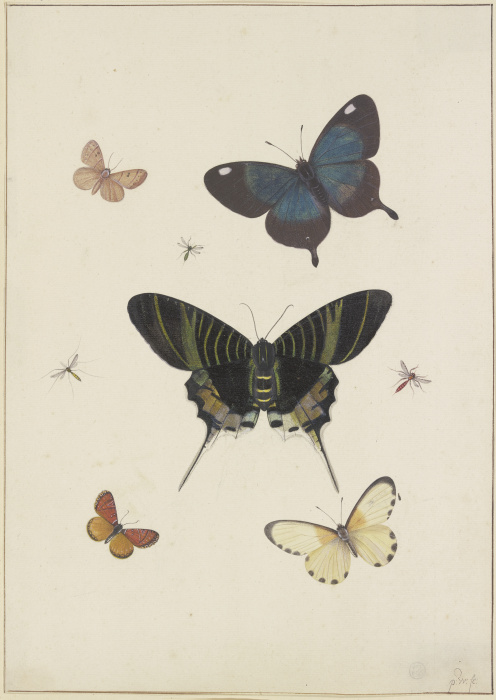 Fünf Schmetterlinge und drei Insekten a Pieter Withoos