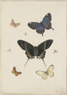 Fünf Schmetterlinge und drei Insekten
