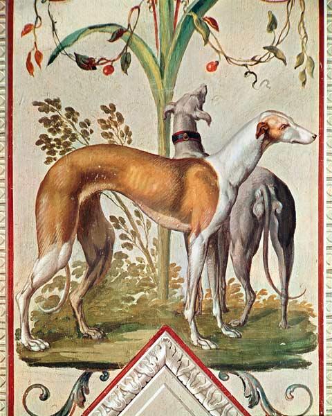 Two Greyhounds