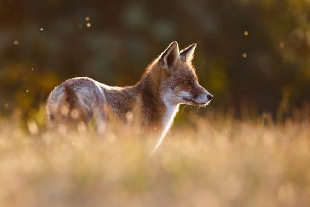 Last Light Fox