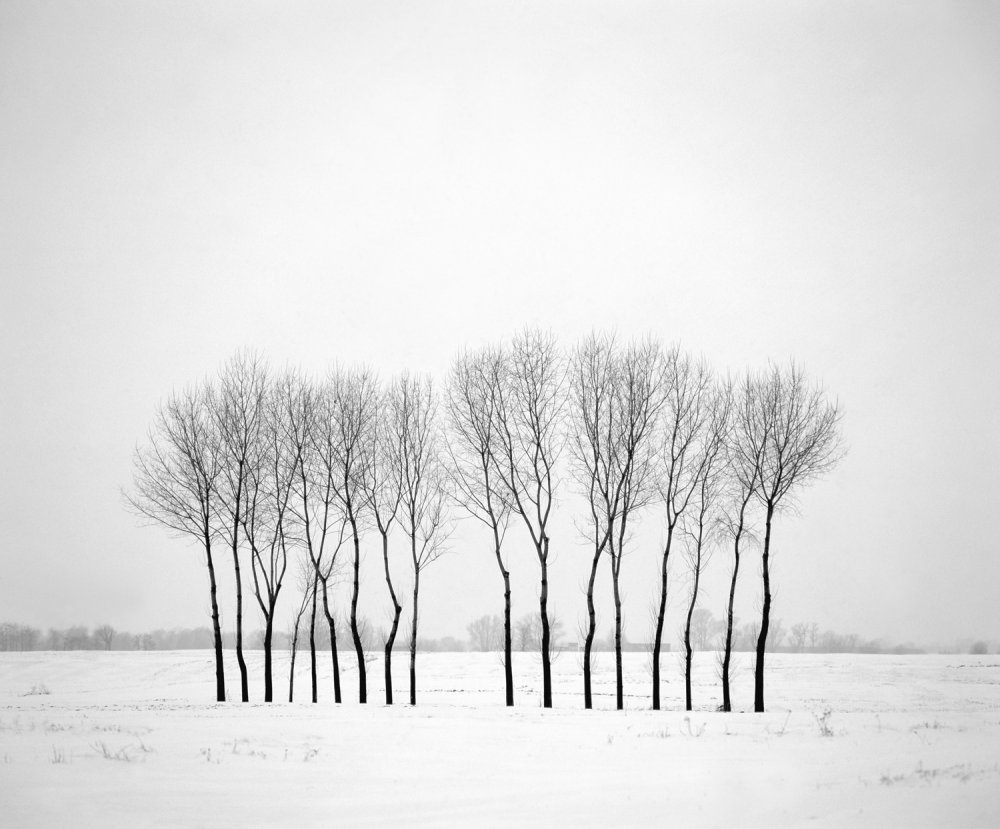 Winter landscape with trees a Piotr Ciesla