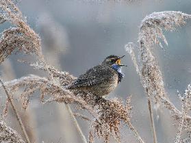 Bluethroat