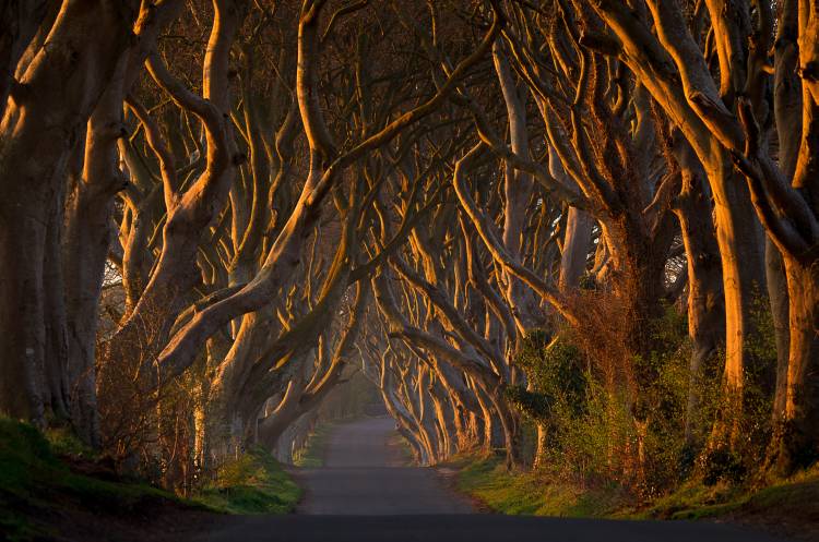 The Dark Hedges in the Morning Sunshine a Piotr Galus