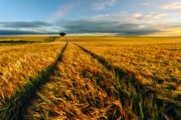 Countryside a Piotr Krol (Bax)