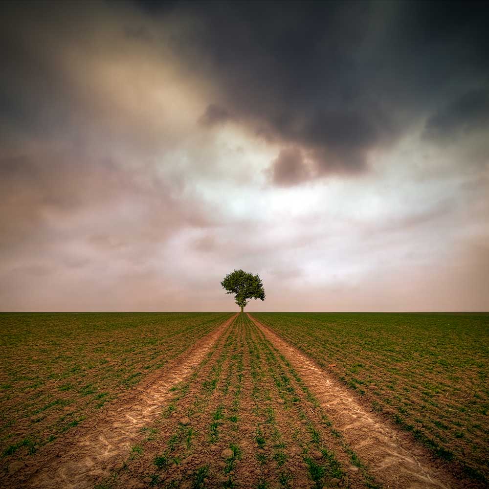 a tree... a Piotr Krol (Bax)