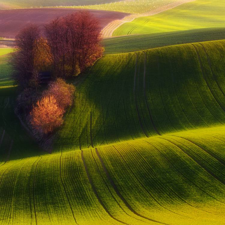Green fields a Piotr Krol (Bax)
