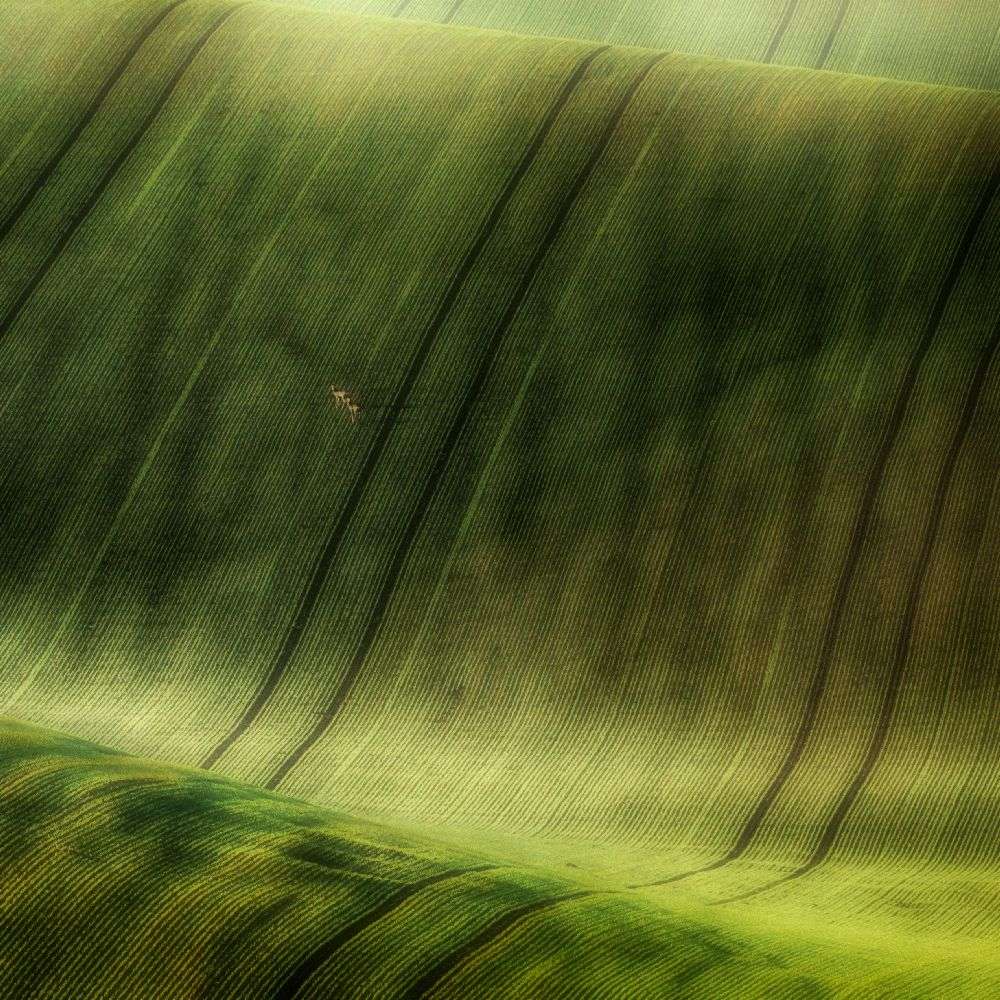 green fields a Piotr Krol (Bax)