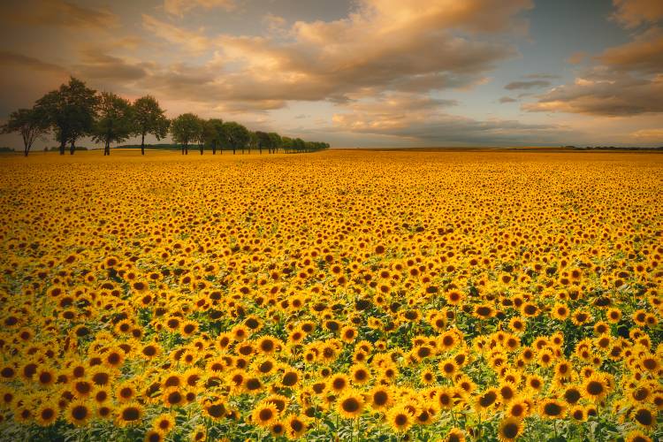 Sunflowers a Piotr Krol (Bax)
