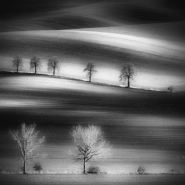 Trees a Piotr Krol (Bax)