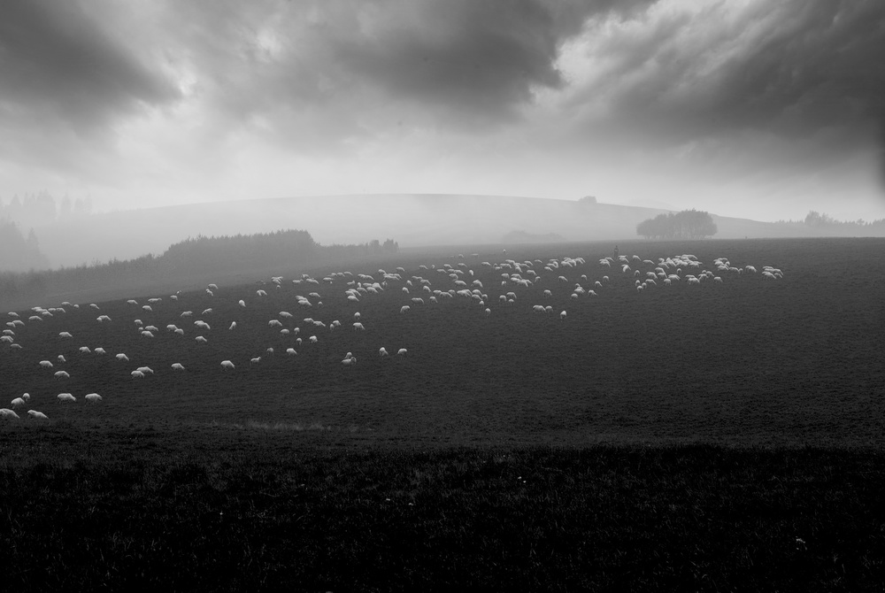 sea of sheeps a Piotr Wiszniewski