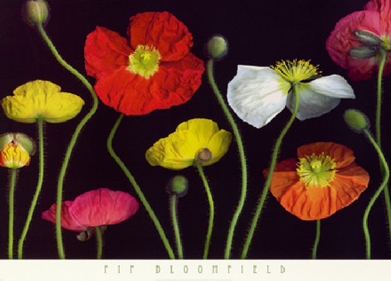 Poppy Garden II a Pip Bloomfield