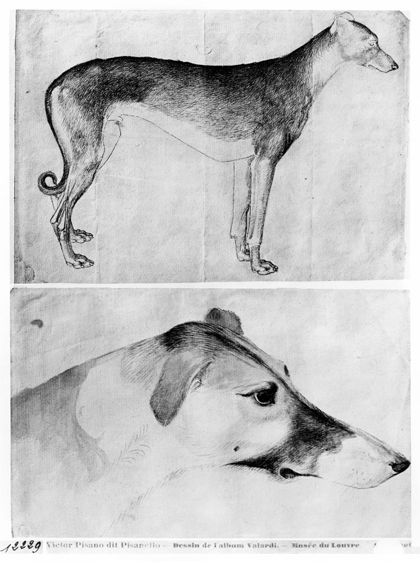 Greyhound and head of a greyhound, from the The Vallardi Album a Pisanello