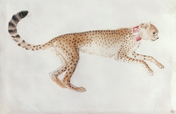 Bounding cheetah with a red collar (w/c on parchment) a Pisanello