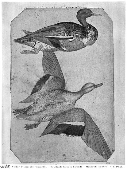 Ducks, from the The Vallardi Album (pen and ink and w/c on paper) a Pisanello