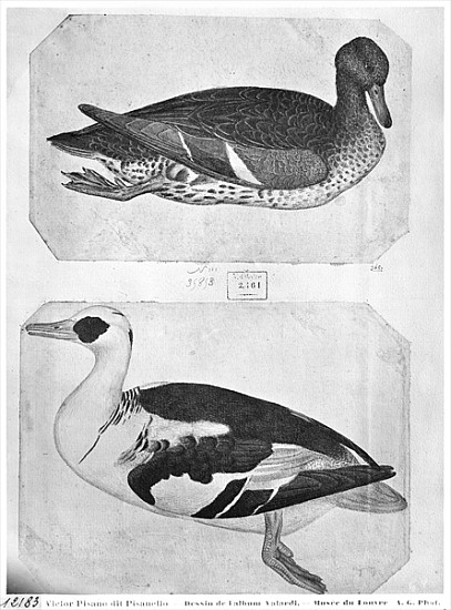 Ducks, from the The Vallardi Album (pen, ink & w/c on paper) a Pisanello