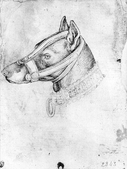 Head of a muzzled dog, from the The Vallardi Album a Pisanello
