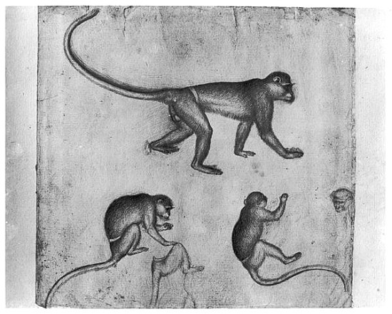 Monkeys, from The Vallardi Album a Pisanello