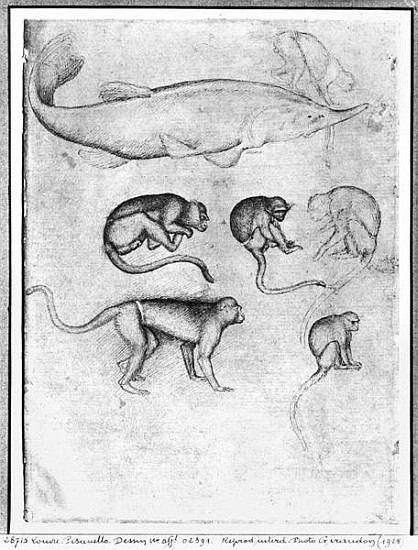 Six Monkeys and a Sturgeon, from The Vallardi Album a Pisanello