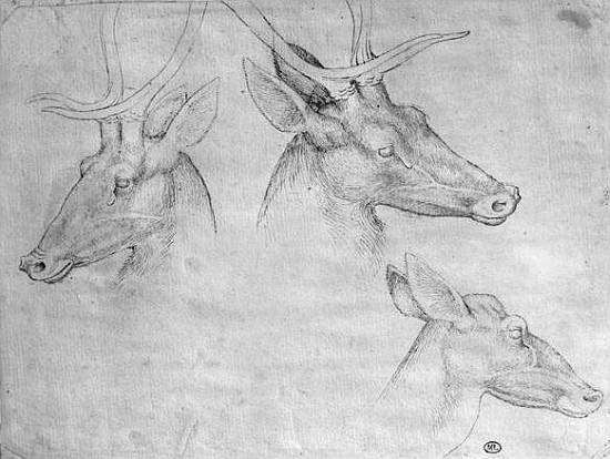 Two heads of stags, one head of a doe, from the The Vallardi Album a Pisanello
