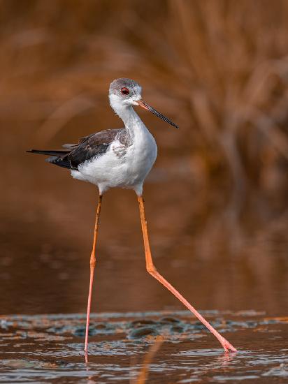 black-winged stilt