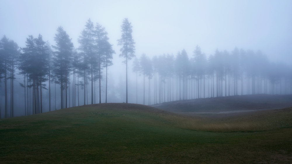 Foggy forest a Rafal Kaniszewski