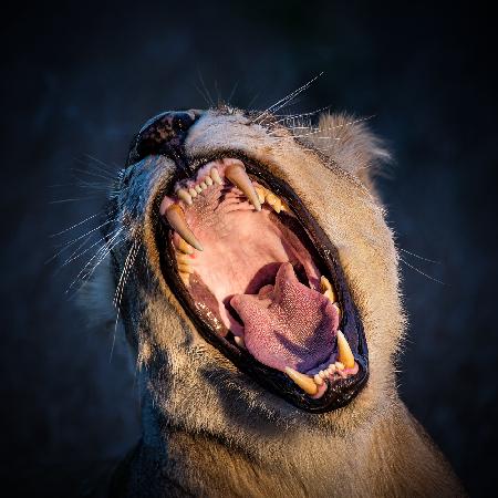 The Wild Yawn