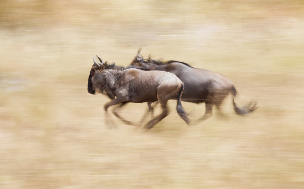 Wildebeests On The Run a Raffi Bashlian