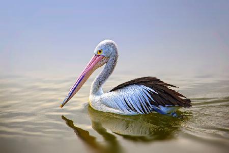 Dalmatian Pelican