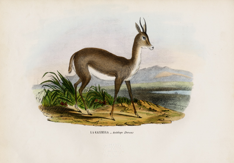 Arabian Gazelle a Raimundo Petraroja