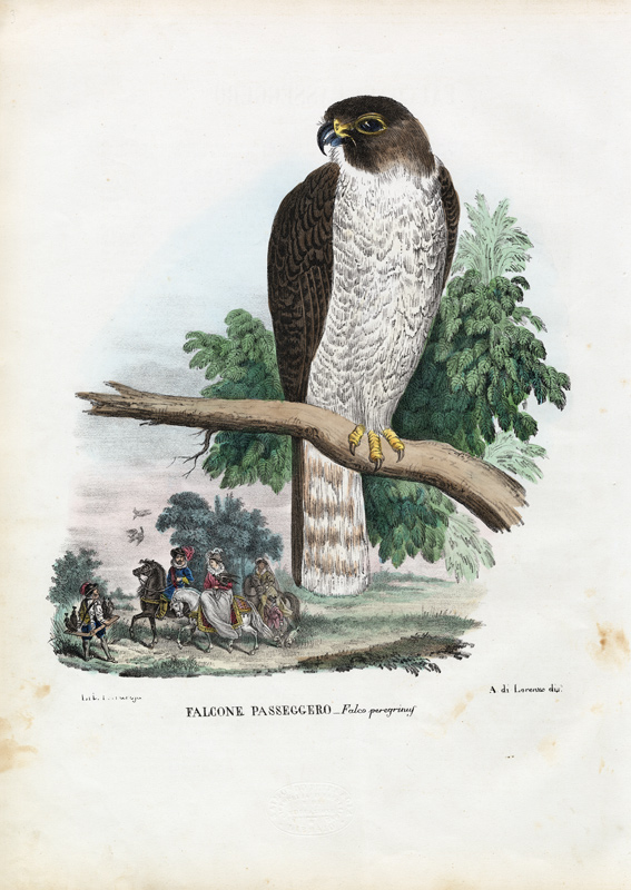 Peregrine Falcon a Raimundo Petraroja