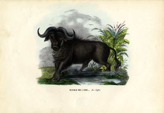 African Buffalo a Raimundo Petraroja