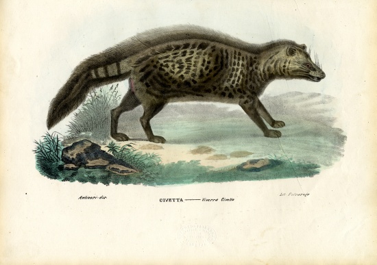 African Civet a Raimundo Petraroja