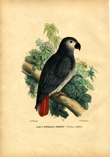 African Grey Parrot a Raimundo Petraroja