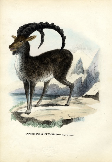 Alpine Ibex a Raimundo Petraroja