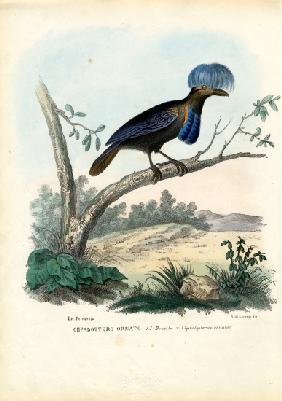 Amazonian Umbrellabird