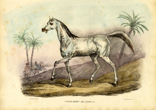 Arab Horse a Raimundo Petraroja
