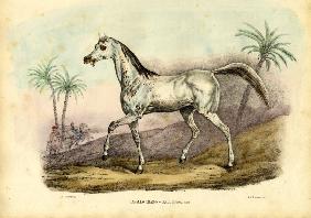 Arab Horse